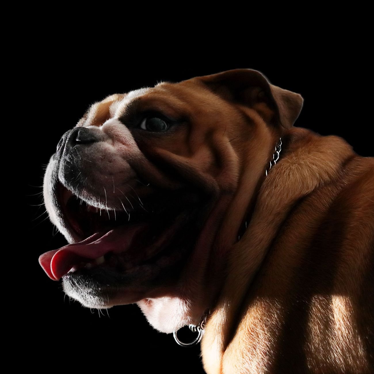 Close-up profile of an English Bulldog on a dark background